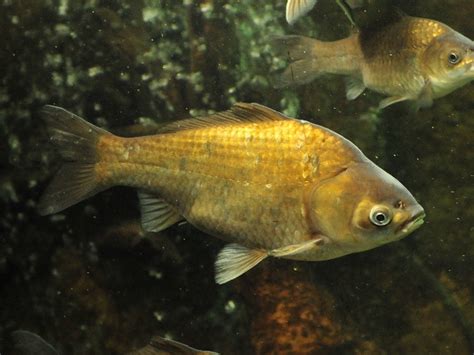 carassius auratus cuvieri.